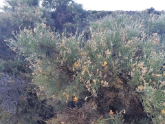 Jacksonia furcellata