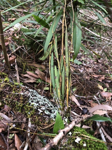 Dendrobium schoeninum, photograph 5