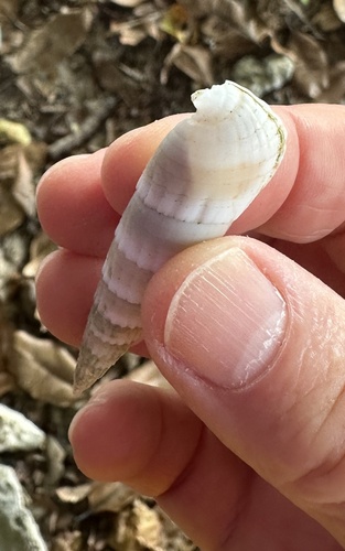 Rhinoclavis fasciata observed 2025-11-04