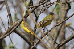 Motacilla flava thunbergi