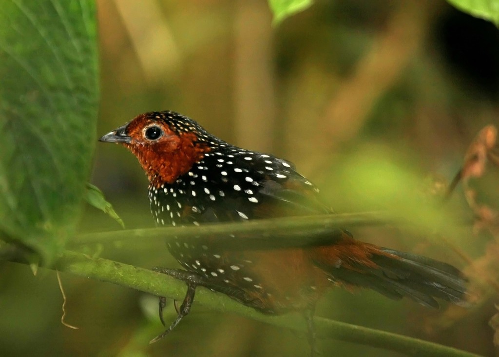 Ocellated Tapaculo