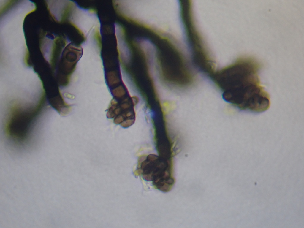 Roselliniopsis tartaricola