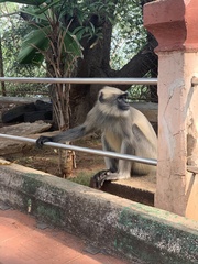 Semnopithecus hypoleucos