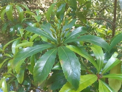 Anopterus glandulosus