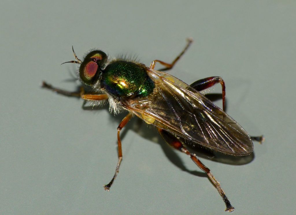 Neactina simmondsii