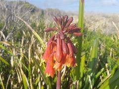 Blandfordia punicea