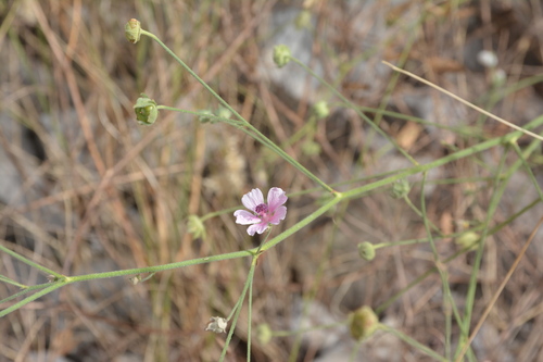 Hemp-leaved Mallow (Althaea cannabina)