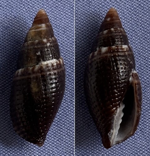 Strigatella coronata observed 2022-08-23