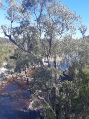 Eucalyptus nitida