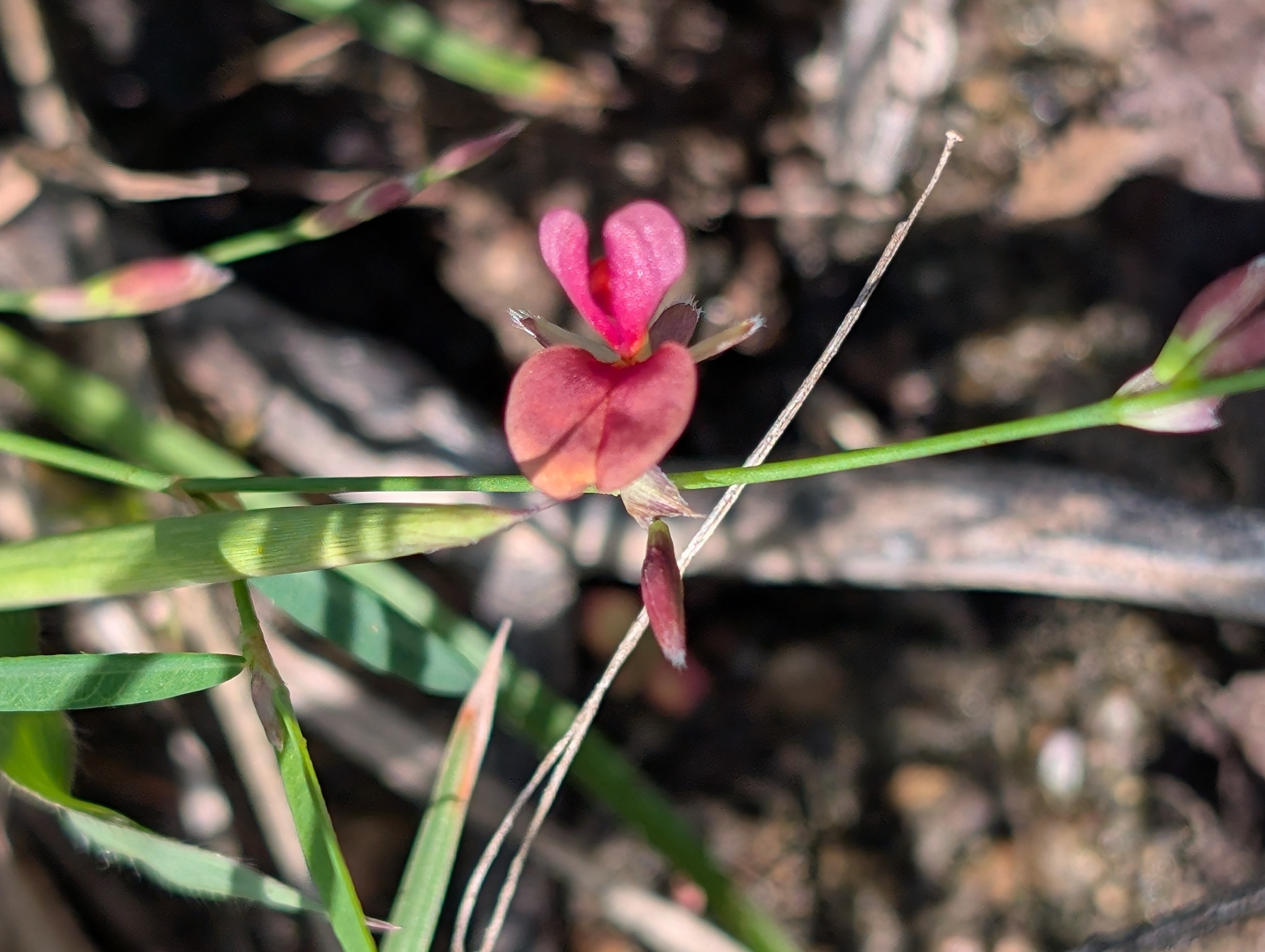 Sweet Alys (Alysicarpus bupleurifolius)