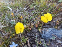 Hibbertia procumbens