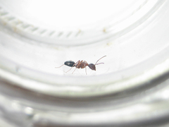 Camponotus vitiosus