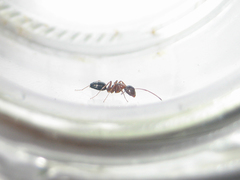 Camponotus vitiosus