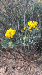 Coronilla juncea