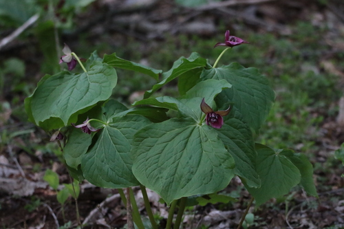 Trillium × miyabeanum iNat (1)
