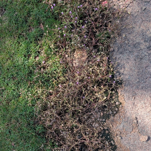 Fluffy Cat Ears (Cyanotis fasciculata)