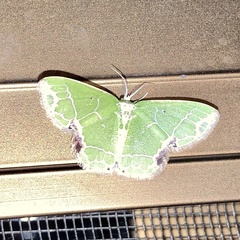 Protuliocnemis partita