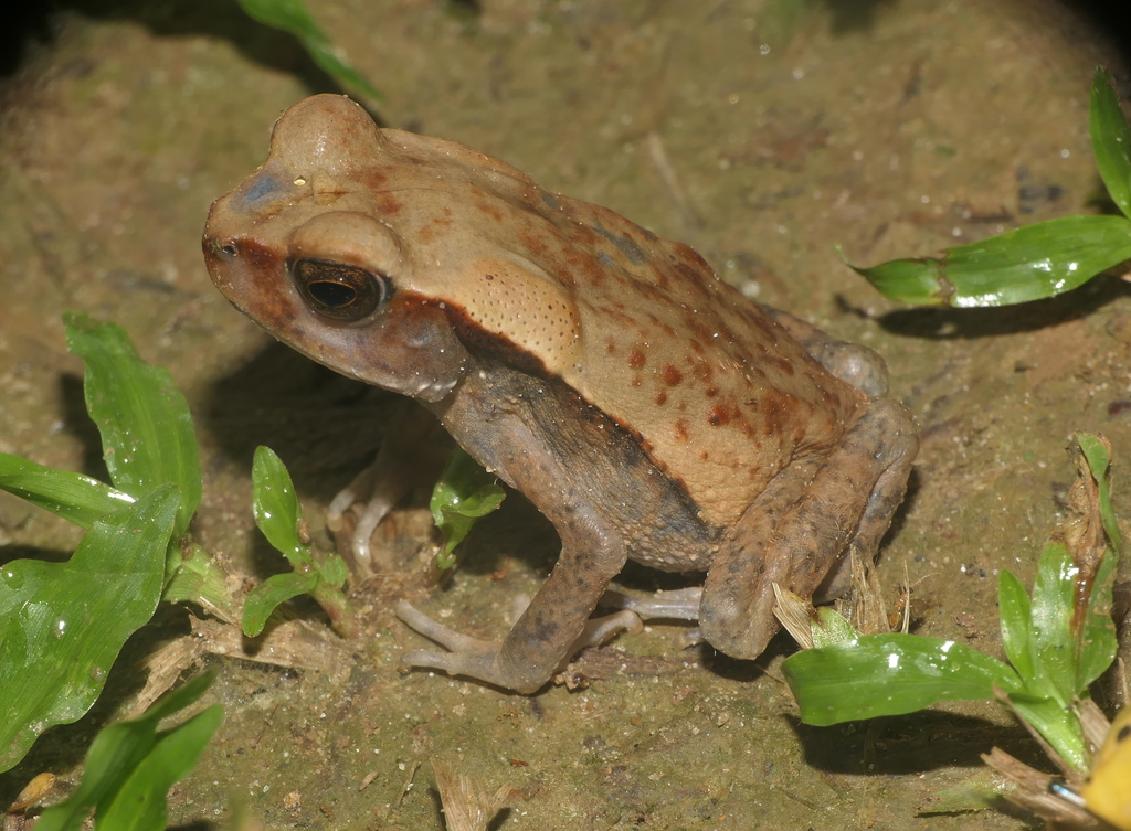Ecuadorian Forest Toad