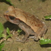 Ecuadorian Forest Toad - Photo (c) blackdogto, some rights reserved (CC BY-NC), uploaded by blackdogto
