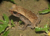 Ecuadorian Forest Toad - Photo (c) blackdogto, some rights reserved (CC BY-NC), uploaded by blackdogto