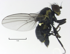 Liriomyza hebae