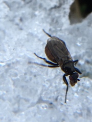 Sphaeroceroidea