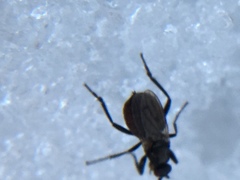 Sphaeroceroidea