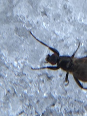 Sphaeroceroidea