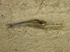 Helicarionidae