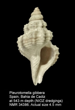 Representative image of Pleurotomella