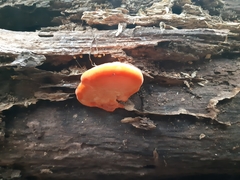 Aurantiporus pulcherrimus