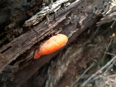 Aurantiporus pulcherrimus