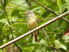 Muscicapa ferruginea