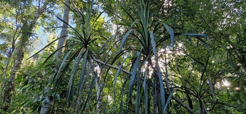 Cordyline sellowiana, photograph 4