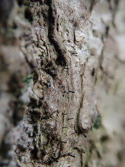 Stenocybe septata