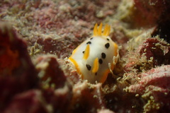 Spotted White Sea Slug