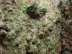 Scoliciosporum pruinosum