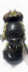 Liriomyza hebae