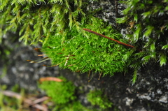 Hymenoloma crispulum