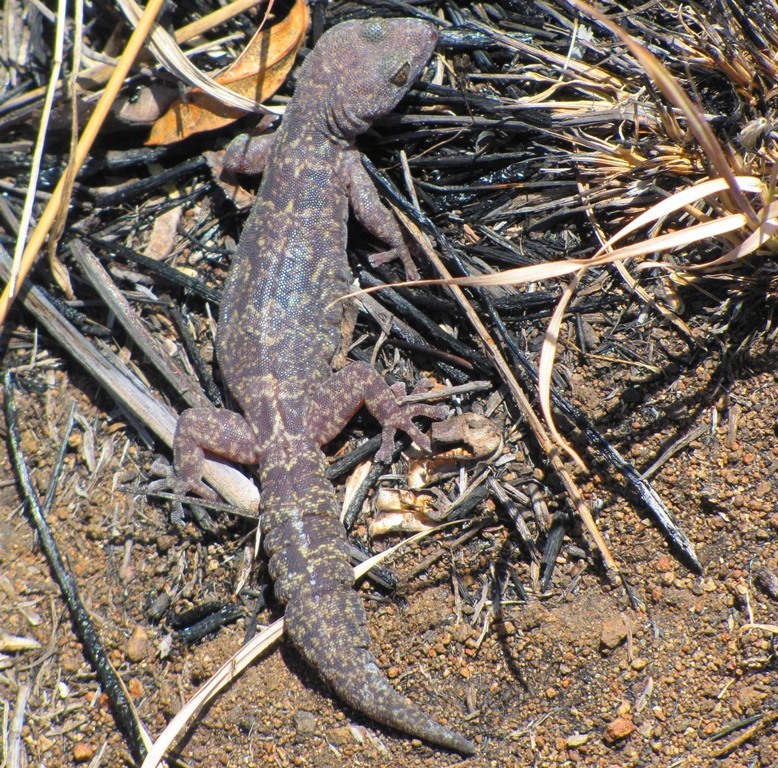 Loveridge's Rock Gecko