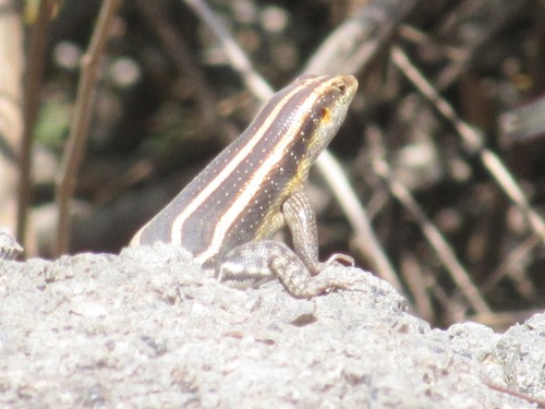 Rainbow Skink