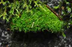 Hymenoloma crispulum