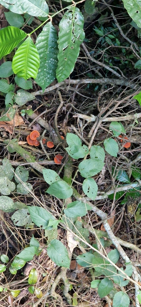 Trametes sanguinea · November 2025 · photo: © jcsvenning (iNaturalist, cc0)
