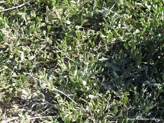 Atriplex glauca