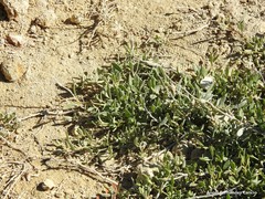 Atriplex glauca