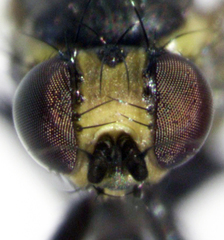 Liriomyza hebae