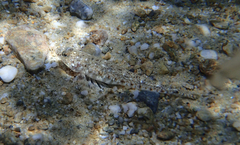Pomatoschistus marmoratus