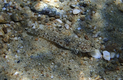 Pomatoschistus marmoratus