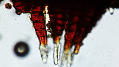 Hymenoloma crispulum