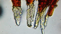 Hymenoloma crispulum